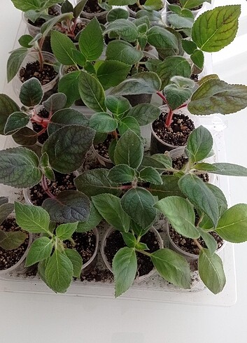  Beden 6 adet koleria fidesi 600 tl