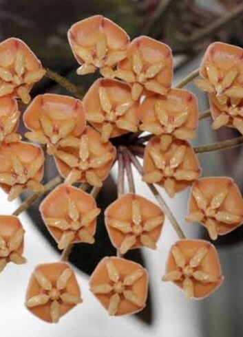 Hoya sigillatis mum çiçeği 