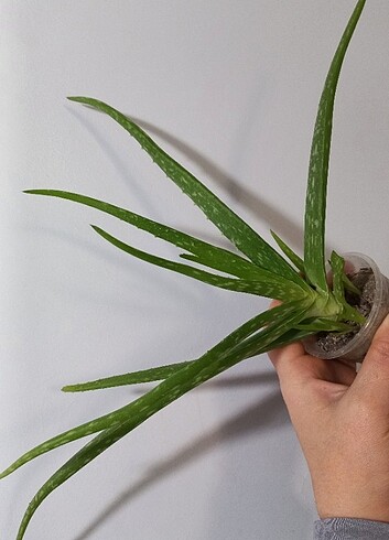 Aloevera çiçeği 