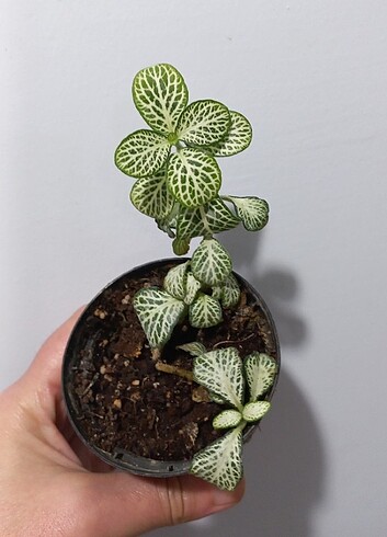 Fittonia çiçeği