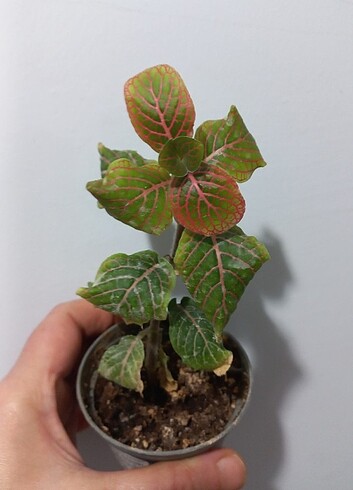 Beden Fittonia çiçeği