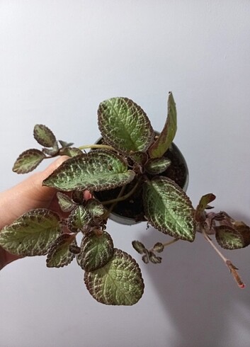 Beden Episcia çiçeği çeşitleri