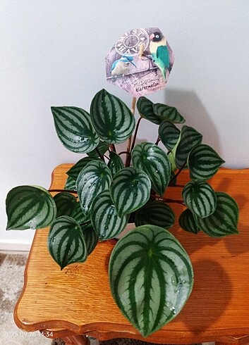 Peperomia watermelon 