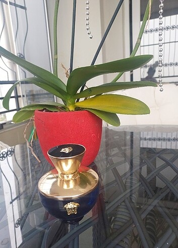 Versace Parfüm Versace 100 ml