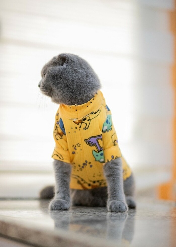 Kedi köpek kıyafetleri  - Görsel 4