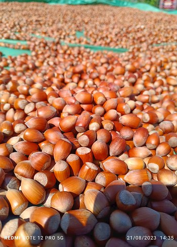 5 kg taze sivri fındık