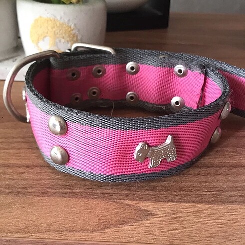 Köpek boyun tasması