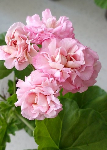 miss rose özel tür sardunya