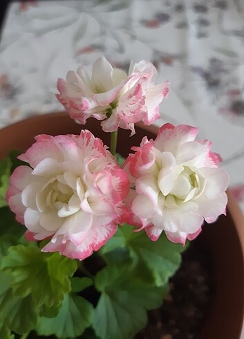 Özel tür apple blossom sardunya