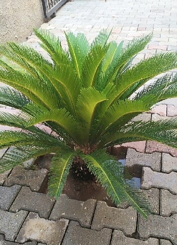 JAPON SKAS(CYCAS) PALMİYESİ