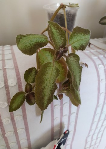 Episcia Yeşil yapraklı ev bitkisi