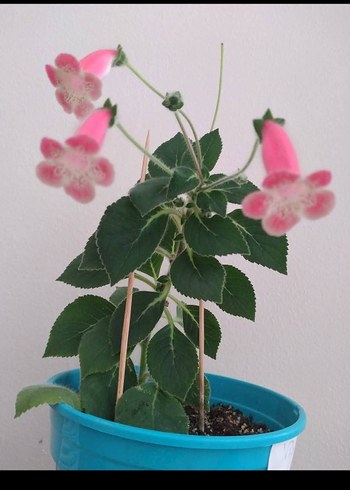 Beden Köhleria Nis Amanda