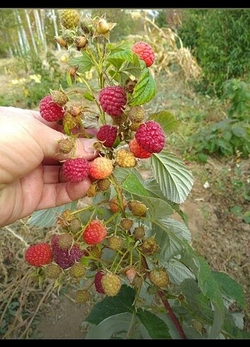 Frambuaz ahududu açık kök fidesi 2 adet