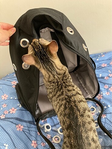  kedi taşıma çantası, puset