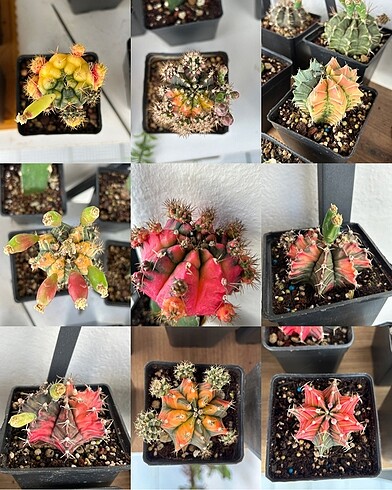 Gymnocalycium Variegate Kaktüs Tohum