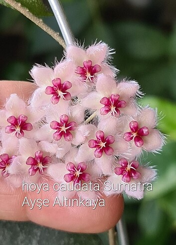 Hoya caudata Sumatra çelik