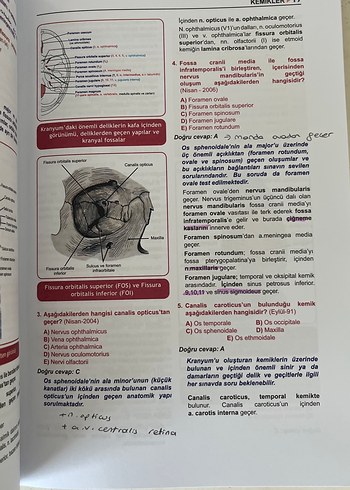 Tüm TUS Soruları Anatomi - Görsel 7