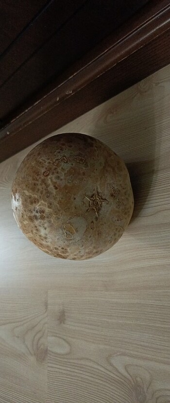 Şu kabağı - Görsel 3