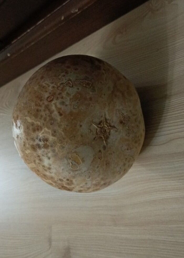 Şu kabağı - Görsel 3