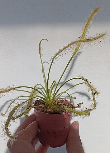  Etobur sinekkapan