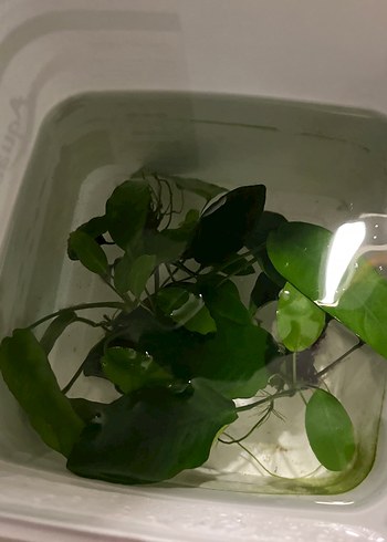 Beyaz Akvaryum Kapak ve Aydınlatma Paneli - Görsel 5