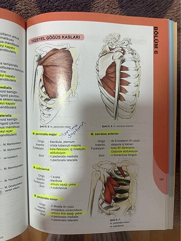  Beden Renk İnsan anatomidi ve fizyolojisine giriş