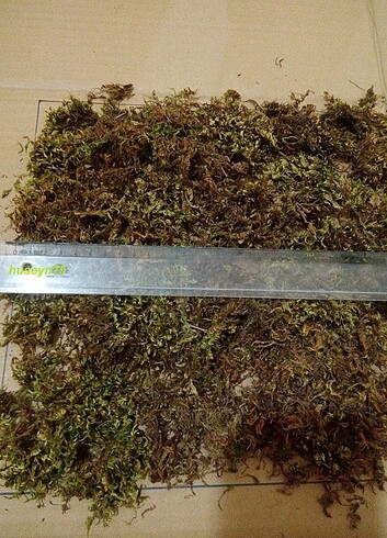 Doğal kaya yosunu (100 Gr)