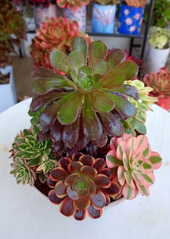 Beden Renkli Aeonium Aranjman Saksı