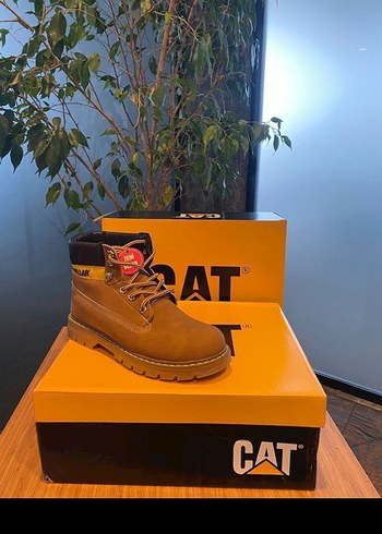 Cat 40