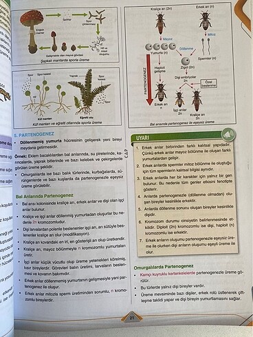  Çap Biyoloji fasikül