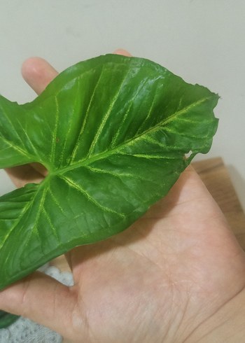 Singonium (Melek kanadı)fide
