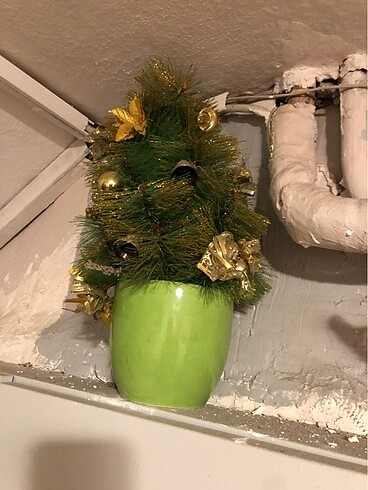 Yıl başı çiçeği - Görsel 2