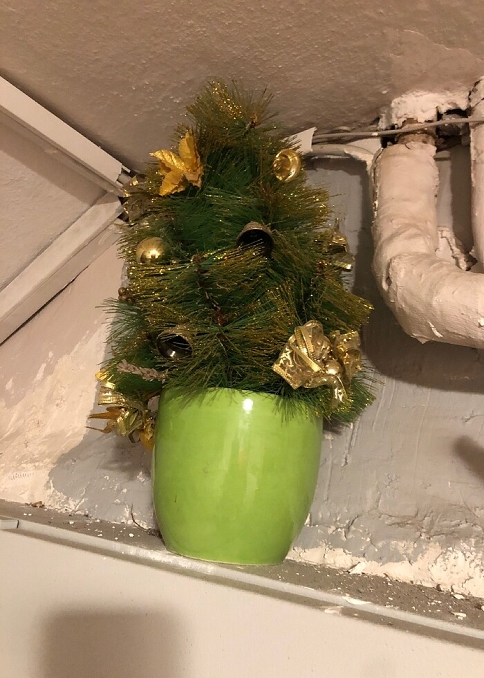 Yıl başı çiçeği - Görsel 2