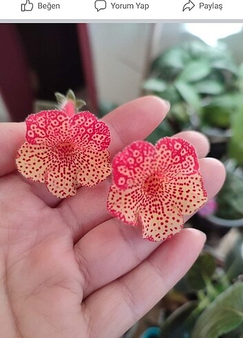 Gesneria rizomlari