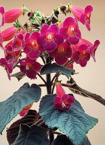 Kohleria rizom