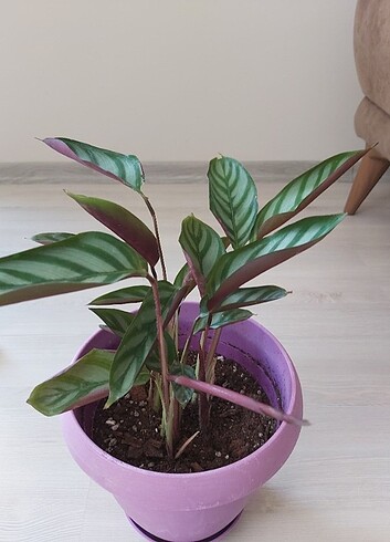  Beden Calathea dua çiçeği 