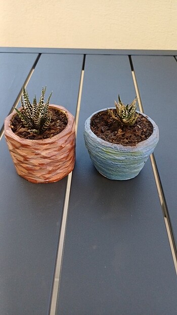 Sedum çiçek