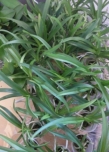 Vanda orkide 