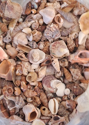 Çeşitli Deniz Kabuğu - Görsel 2