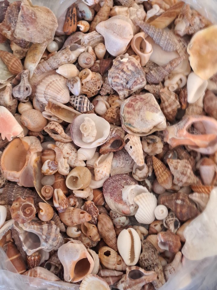 Çeşitli Deniz Kabuğu - Görsel 2