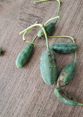 2 kg Kapari Meyvesi