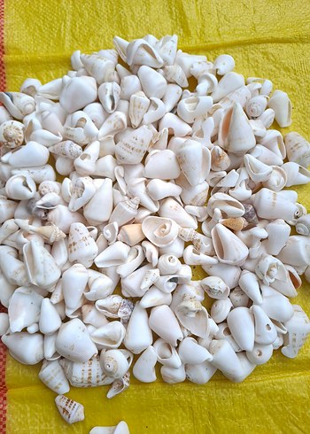 Dekoratif deniz kabukları - Görsel 2