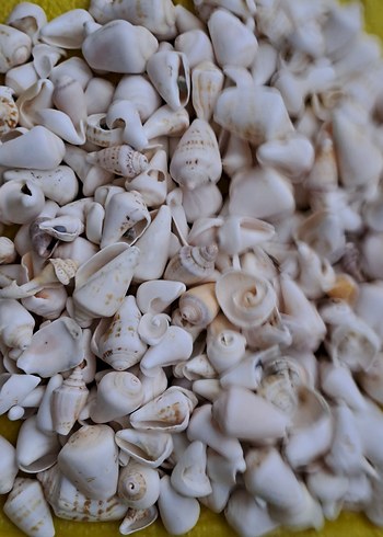 Dekoratif deniz kabukları - Görsel 6