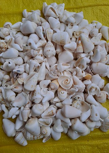 Dekoratif deniz kabukları - Görsel 5