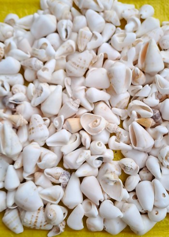 Dekoratif deniz kabukları - Görsel 4