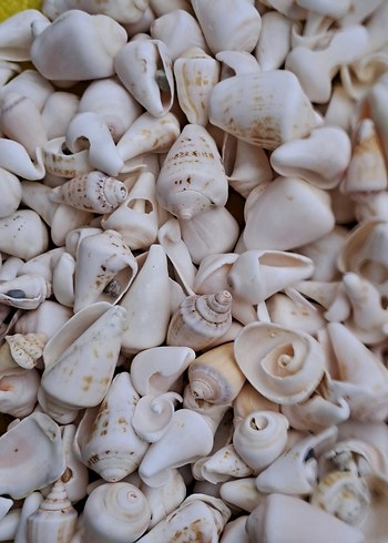 Dekoratif deniz kabukları - Görsel 3