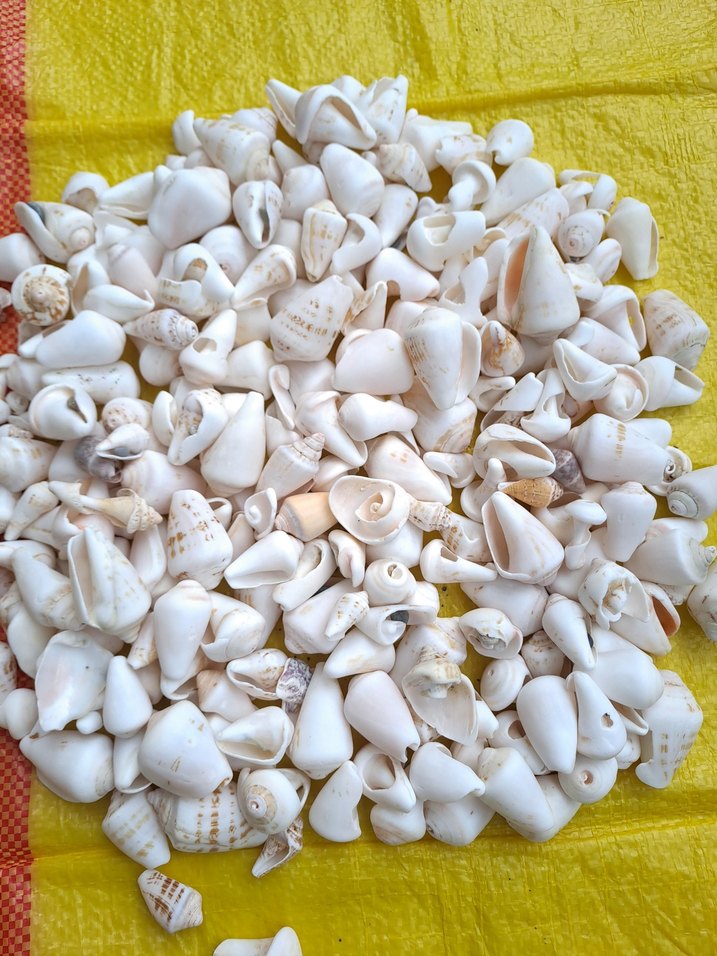 Dekoratif deniz kabukları - Görsel 2