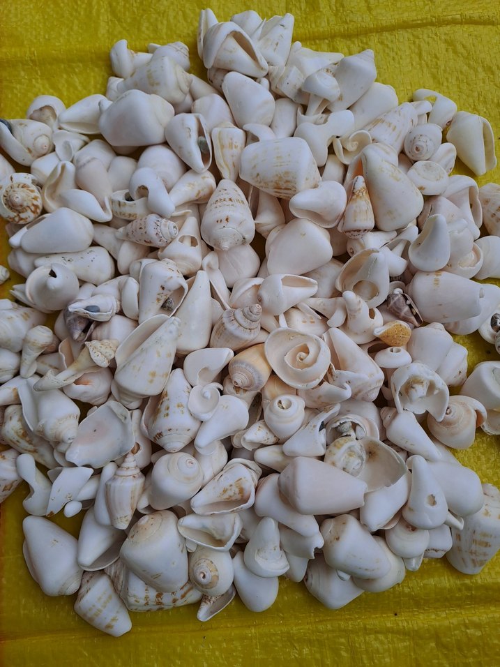 Dekoratif deniz kabukları - Görsel 5