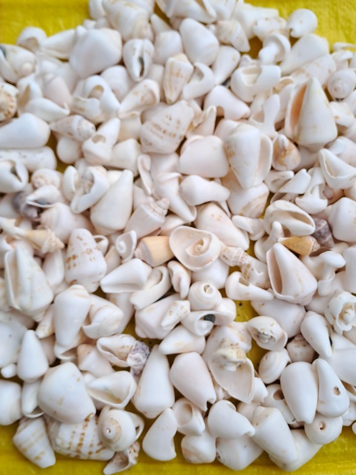 Dekoratif deniz kabukları - Görsel 4