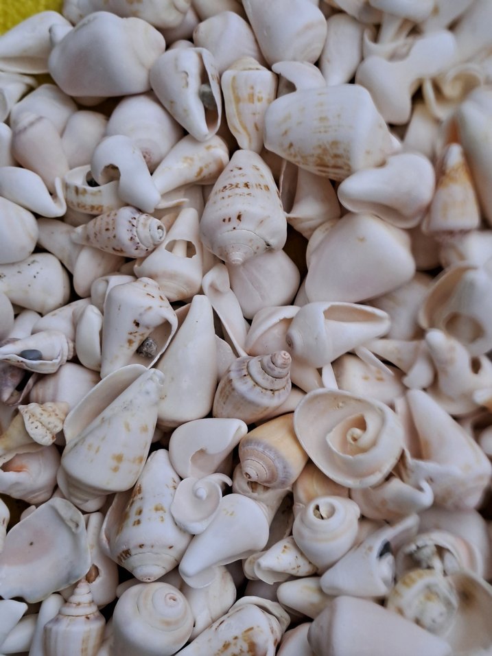 Dekoratif deniz kabukları - Görsel 3